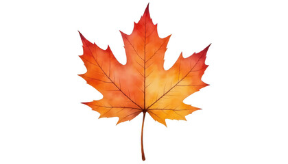 Fototapeta premium Radiant maple leaf in autumn hues, a closeup of fall's colorful transformation from yellow to red
