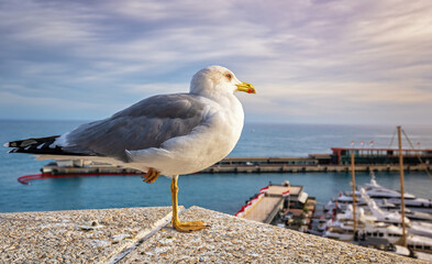 seagull in Monaco