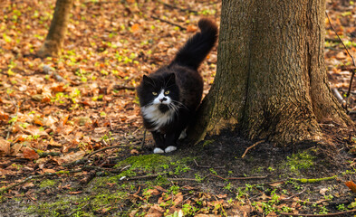A playful black and white cat stands near a tree trunk surrounded by vibrant autumn foliage The cat...