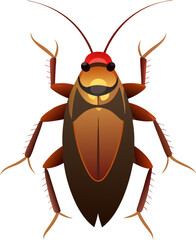 Colorado potato beetle isolated