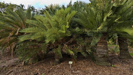 Cycads in George Brown Botanic Gardens in Darwin, Northern Territory, Australia 

