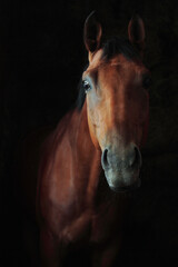Fototapeta premium Sorrel thoroughbred race horse with classic bridle portrait in dark background