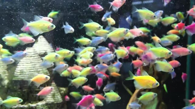 Gymnocorymbus ternetzi GLOFISH fish swim in aquarium