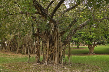 Fig tree in Frogshollow Park in Darwin, Northern Territory, Australia 