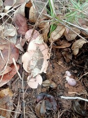 autumn leaves on the ground