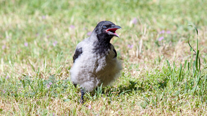chicken in the grass