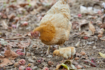 Hen and chicks walking on field