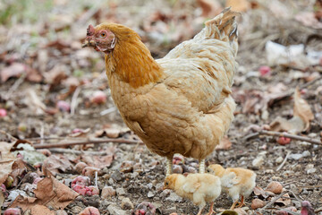 Hen and chicks walking on field