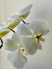 white orchid flower	

