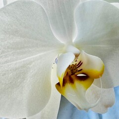 white orchid flower	

