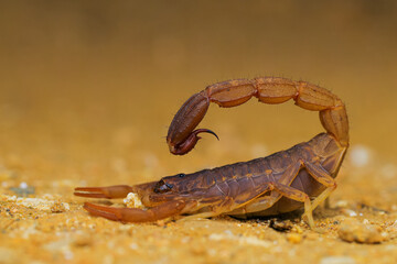 scorpion on the rock
 scorpion to the attacting mode 
Prominently curved over its body, ending in the telson, which houses the venom gland and stinger (aculeus). This position is often a defensive or 