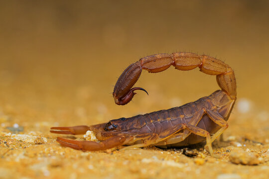 scorpion on the rock
 scorpion to the attacting mode 
Prominently curved over its body, ending in the telson, which houses the venom gland and stinger (aculeus). This position is often a defensive or 