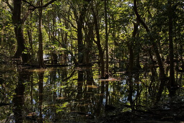 Obraz premium Woodlands to Waterlilies Walk in Fogg Dam Conservation Reserve, Northern Territory, Australia 