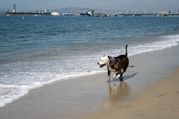 Dog running on Sand