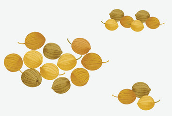 coriander seed spice illustration