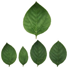 Obraz premium leaves isolate on white background. Selective focus. Nature.