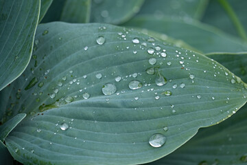 Foliage hosta Blue Cadet in raindrops close-up.