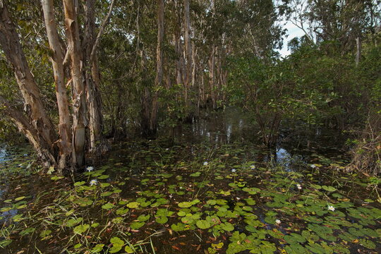 Flooded forest at Mamukala Wetlands Walk in Kakadu National Park, Northern Territory, Australia 
