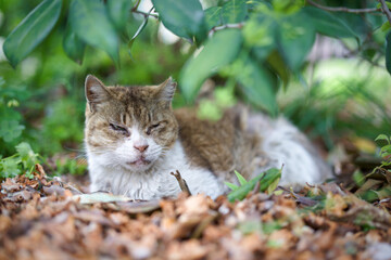 5月、リラックスする野良猫