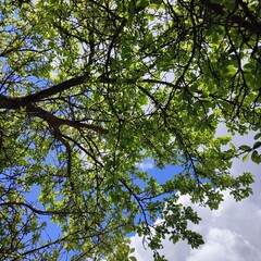 tree branches against blue sky