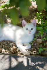 5月、すくすく育つ白い仔猫