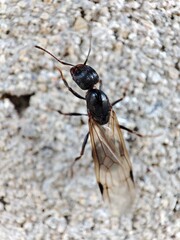 ant on the ground