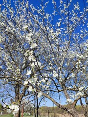cherry tree in bloom