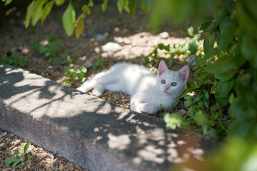 5月、すくすく育つ白い仔猫