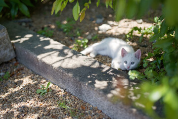5月、すくすく育つ白い仔猫