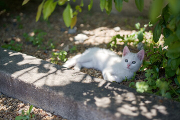 5月、すくすく育つ白い仔猫