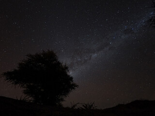 Via Lactea sobre un arbol en el Desierto de Atacama