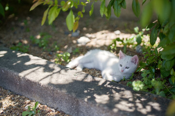 5月、すくすく育つ白い仔猫
