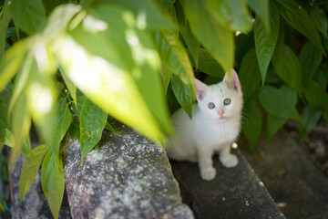 5月、すくすく育つ白い仔猫