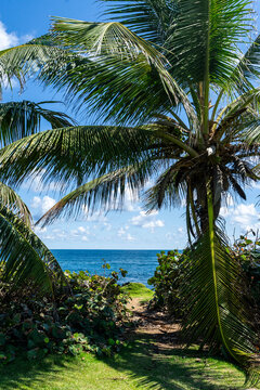 View with pal trees at Escambron Beach San Juan Puerto Rico 
