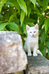 5月、すくすく育つ白い仔猫