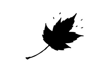 Fototapeta premium silhouette of maple leaf