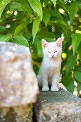 5月、すくすく育つ白い仔猫