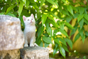 5月、すくすく育つ白い仔猫