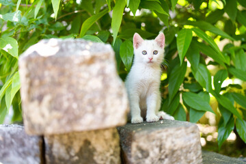 5月、すくすく育つ白い仔猫