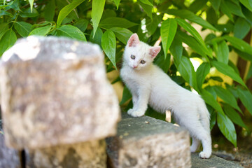 5月、すくすく育つ白い仔猫