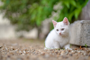 5月、すくすく育つ白い仔猫