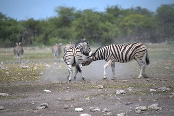 Zebre in wild savanna , Animal of africa