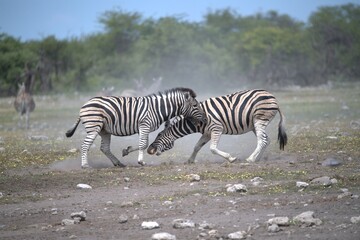 Zebre in wild savanna , Animal of africa
