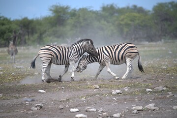 Zebre in wild savanna , Animal of africa