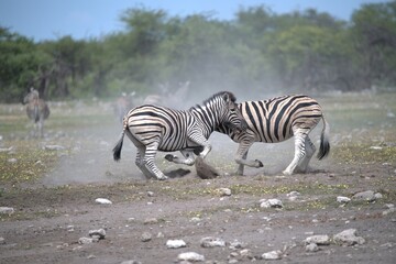 Zebre in wild savanna , Animal of africa
