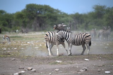 Zebre in wild savanna , Animal of africa