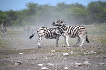 Zebre in wild savanna , Animal of africa