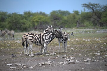 Zebre in wild savanna , Animal of africa