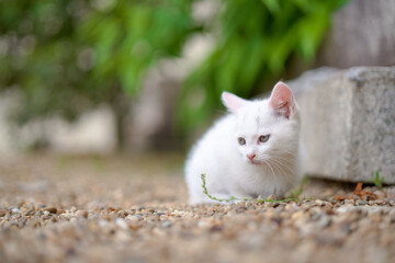 5月、すくすく育つ白い仔猫