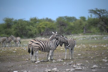 Zebre in wild savanna , Animal of africa